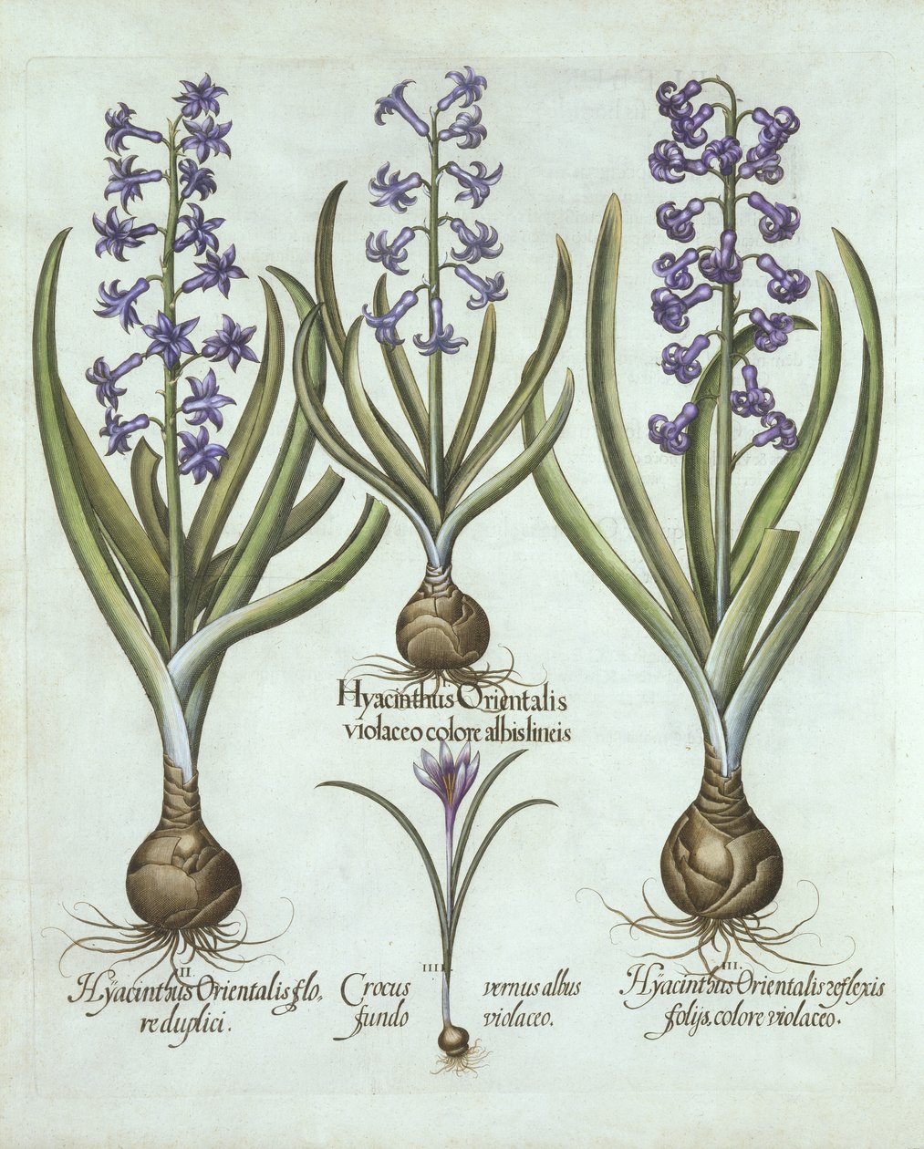 Jacintos e um Croco de Outono, de Hortus Eystettensis, de Basil Besler (1561-1629), pub. 1613 (gravura colorida à mão) de German School