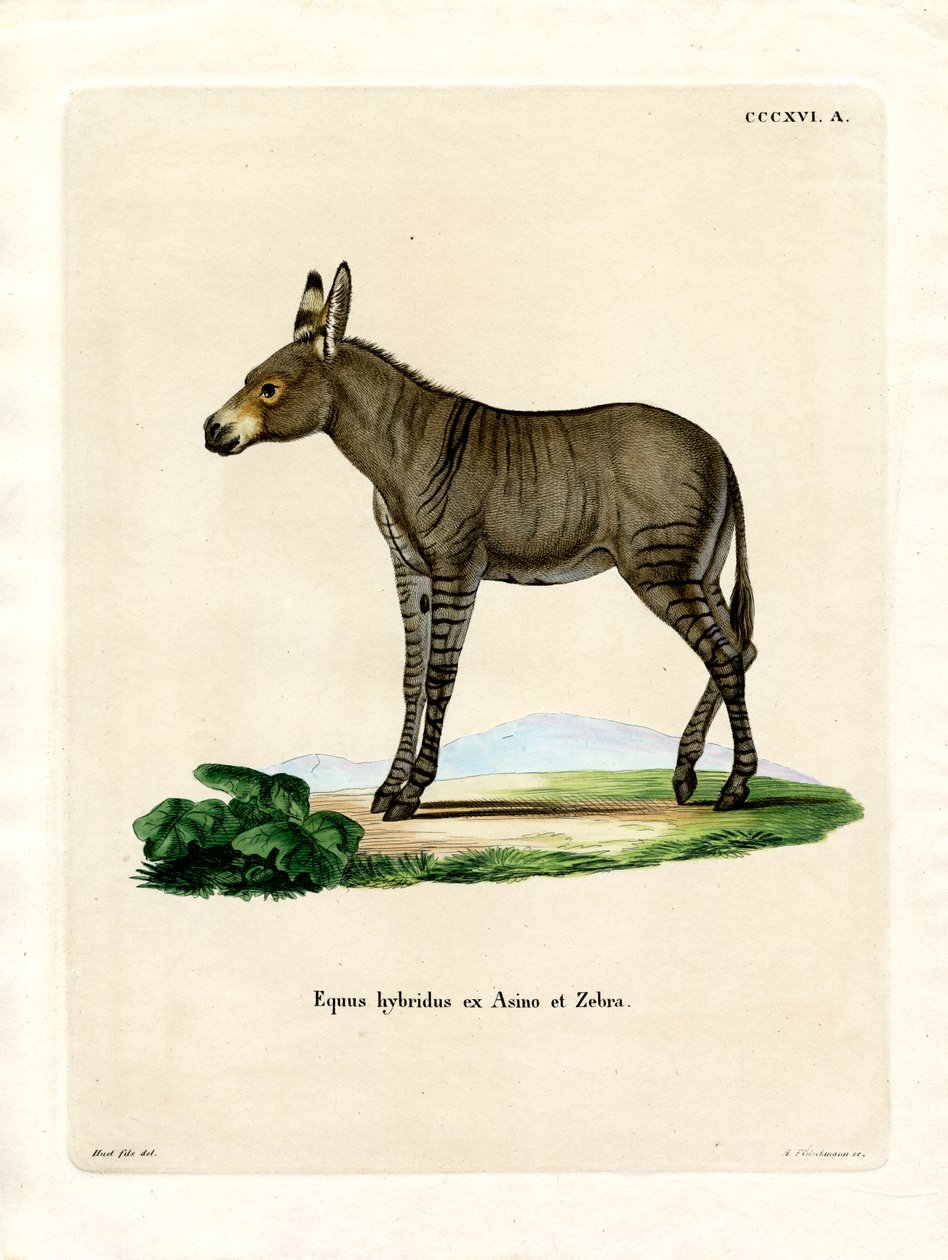 Hybridd Zebra (gravação a cores) de German School