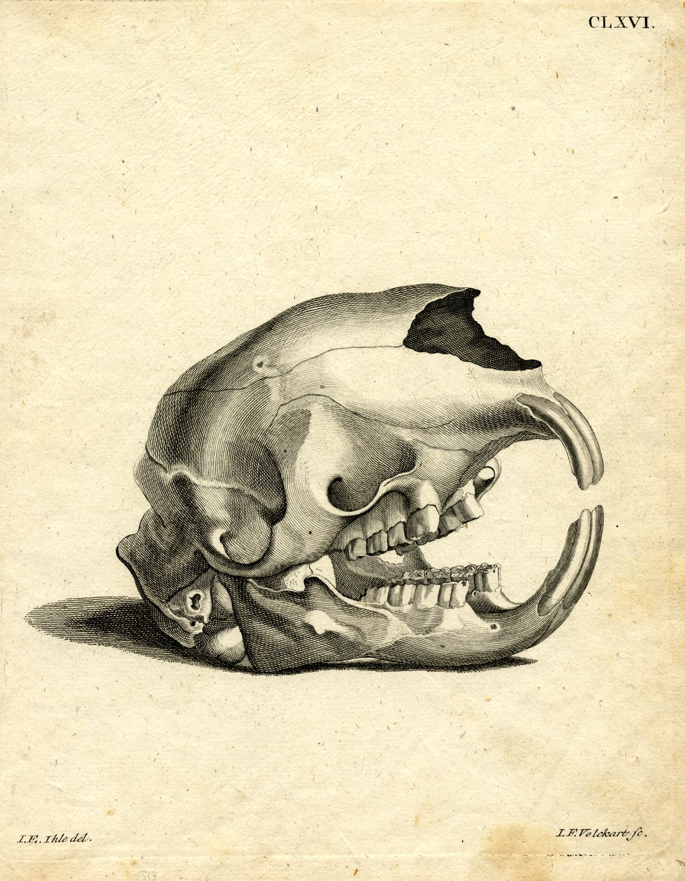Hyrax Skull (gravação a cores) de German School