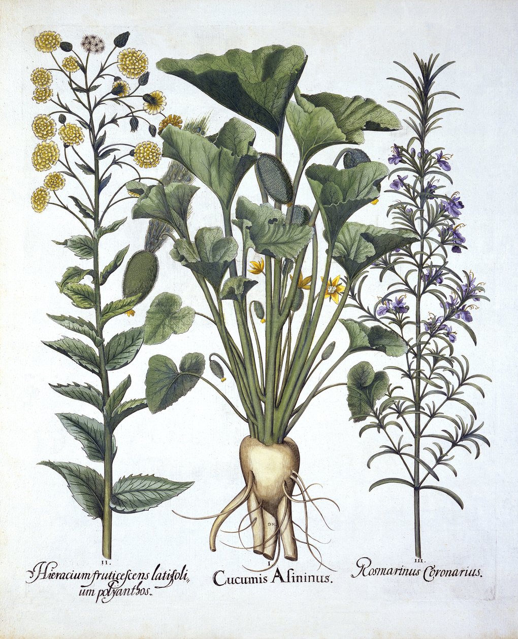 Eu esguicho pepino, ii Hawkweed Narrowleaf, iii Rosemary, de Hortus Eystettensis, por Basil Besler (1561-1629) pub. 1613 de German School