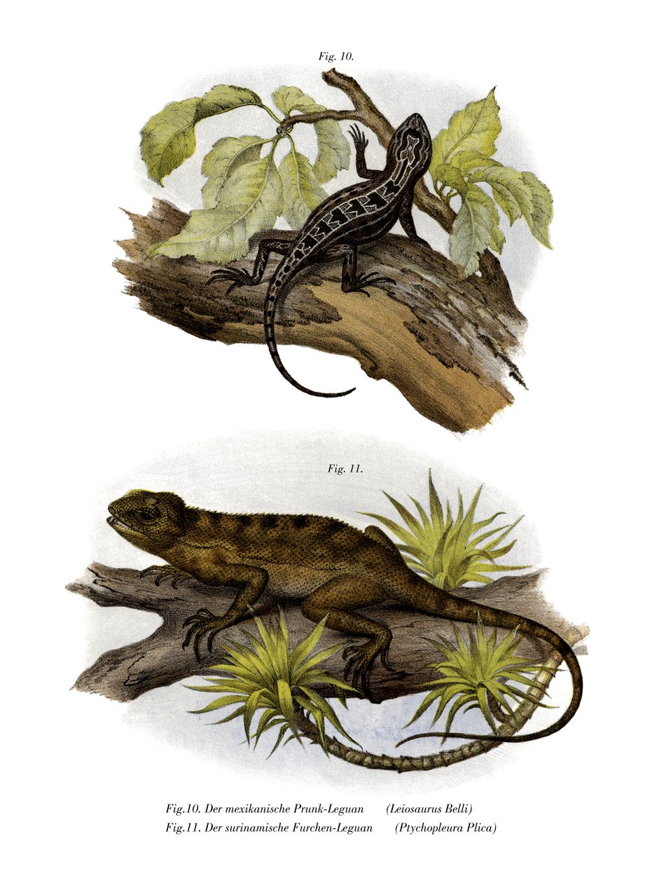 Iguana (cor litho) de German School