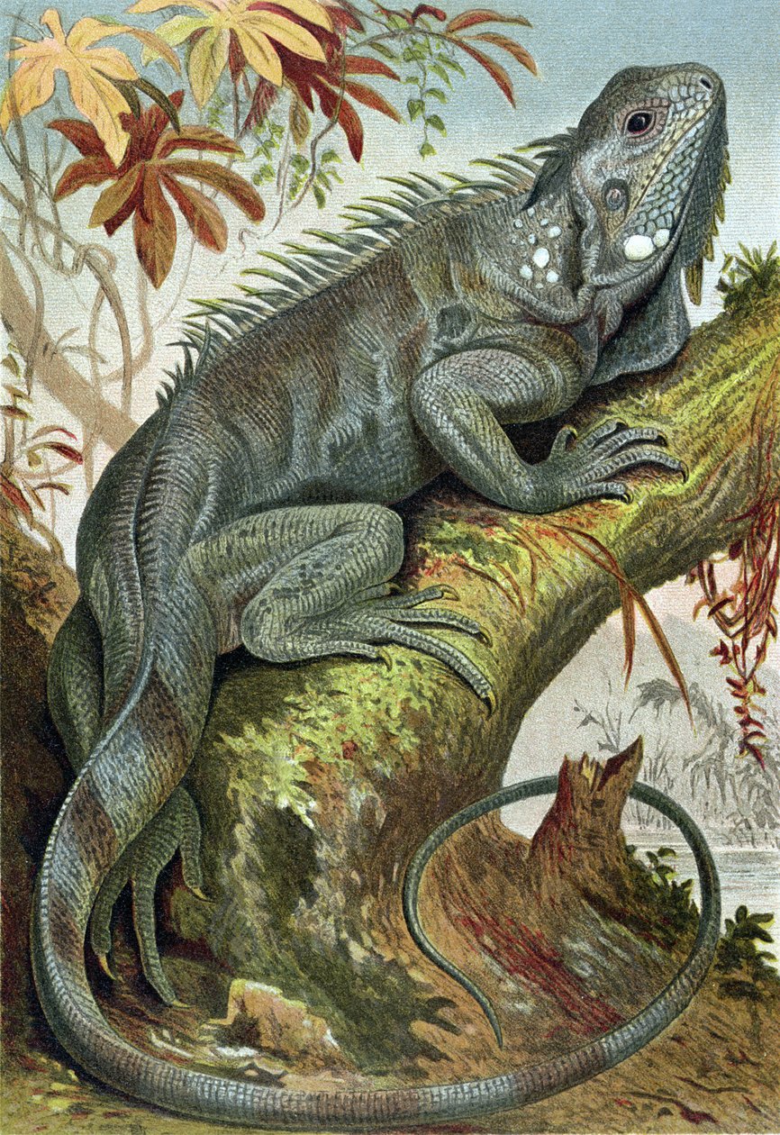 Iguana, registro de Brehms Tierleben> Allgemeine Kunde des Tierreichs, vol. 7, p.88, publicado pelo Bibliographisches Institut, 1892 de German School