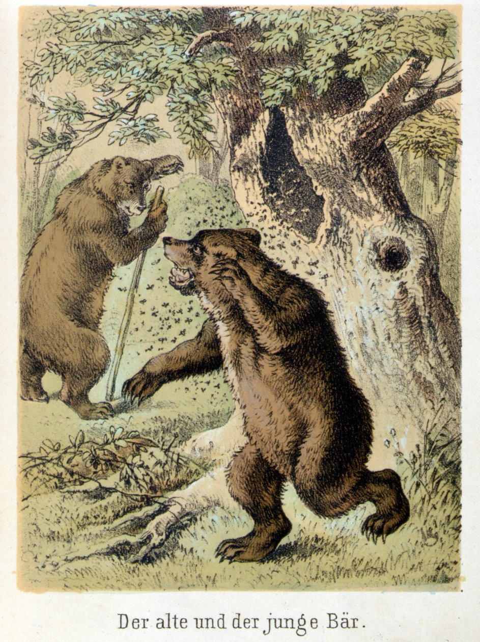 Ilustração dos contos de Franz Hoffmann “” Contos e Fábulas - O jovem urso e o velho urso ””: um jovem urso atacado por abelhas. Cromolitografia do século XIX. de German School
