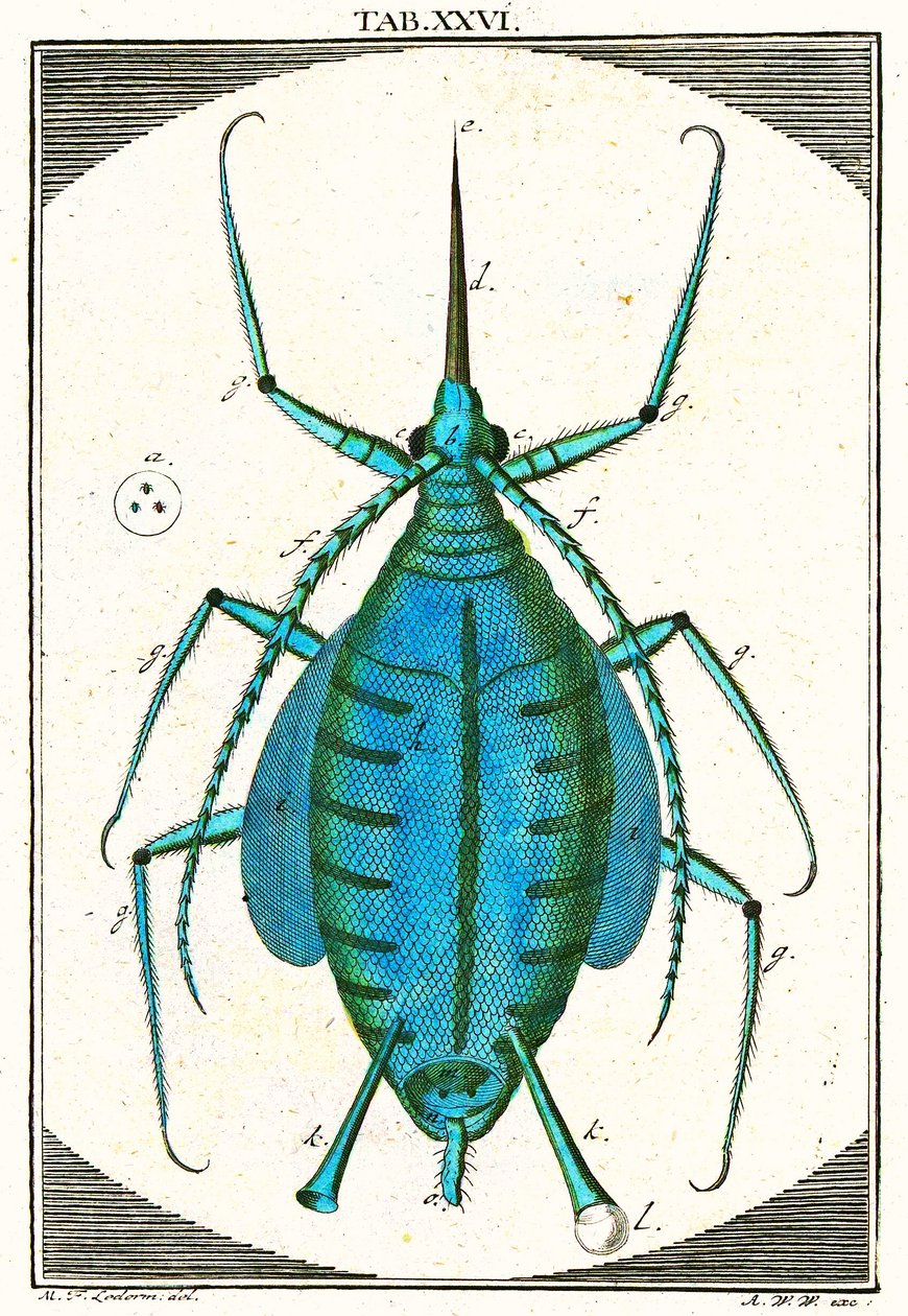 Ilustração de um afídio, Musement Microscopique, 1764 (gravura a cores) de German School