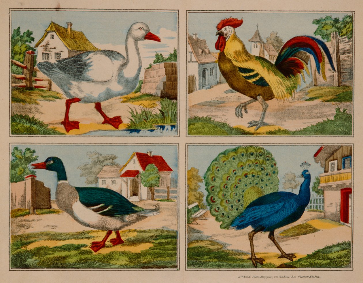 Ilustração mostrando um pato, ganso, pavão e galo, Neuruppiner Bilderbogen de German School