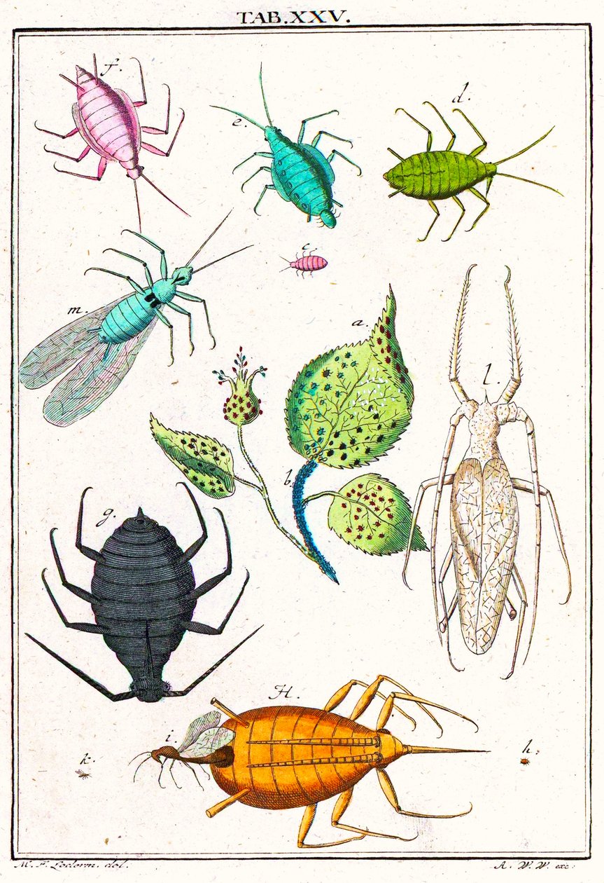 Ilustração mostrando várias pragas de jardim, Musement Microscopique, 1764 (gravura a cores) de German School