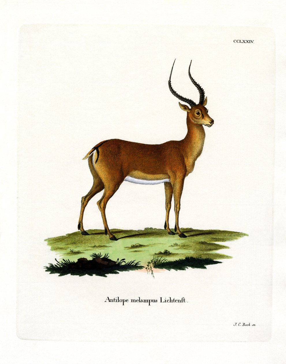 Impala (gravação a cores) de German School