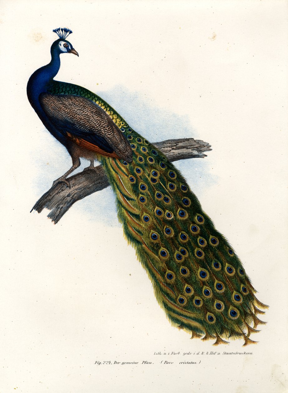 Peafowl azul indiano, 1864 de German School