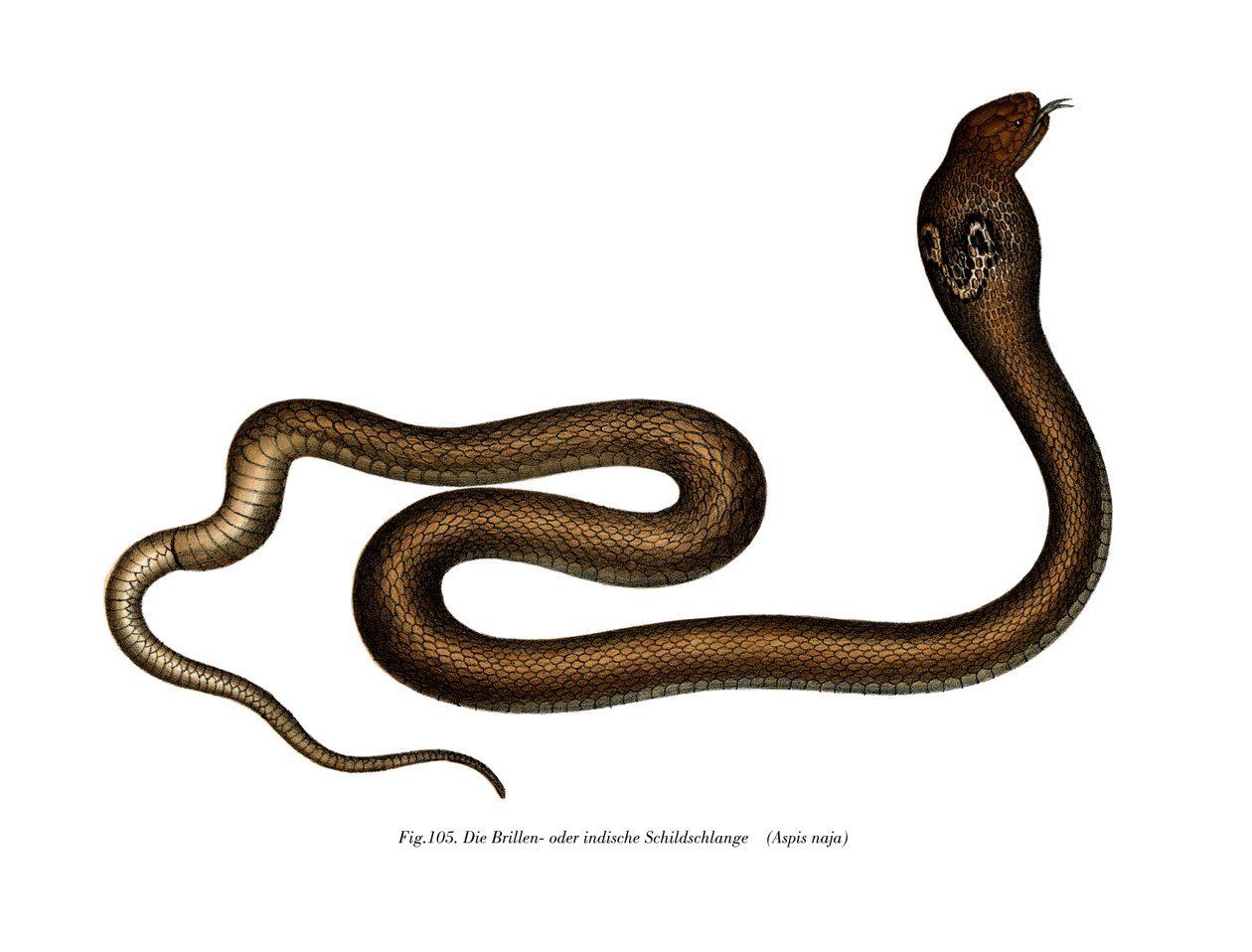 Cobra indiana (cor litho) de German School