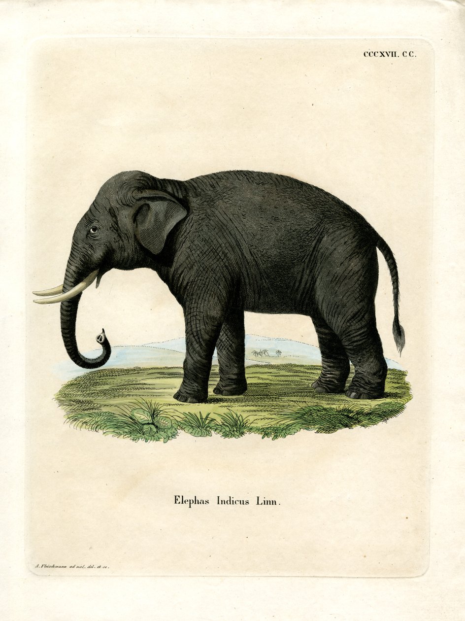 Elefante indiano (gravura colorida) de German School