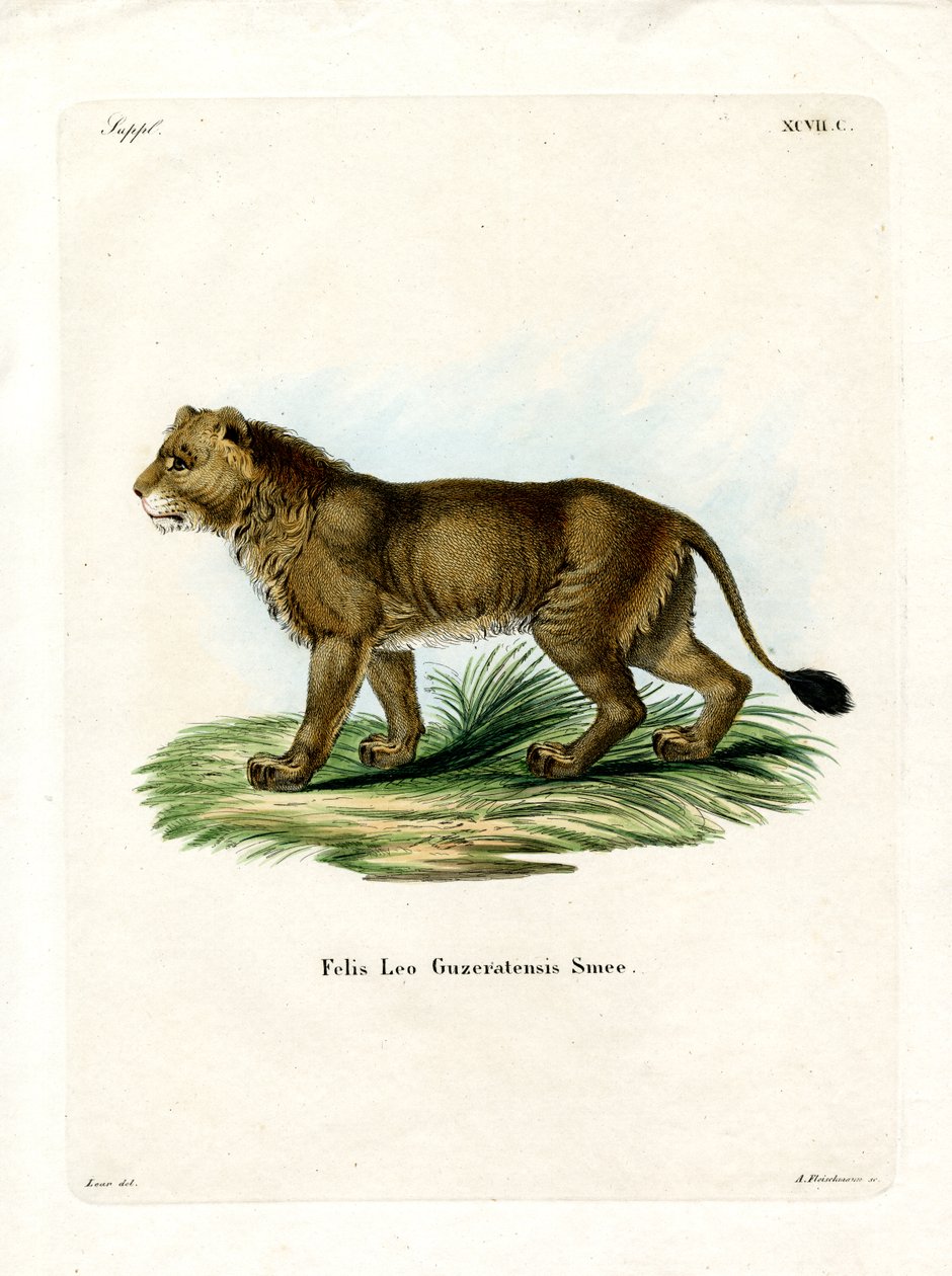 Leão indiano (gravura colorida) de German School