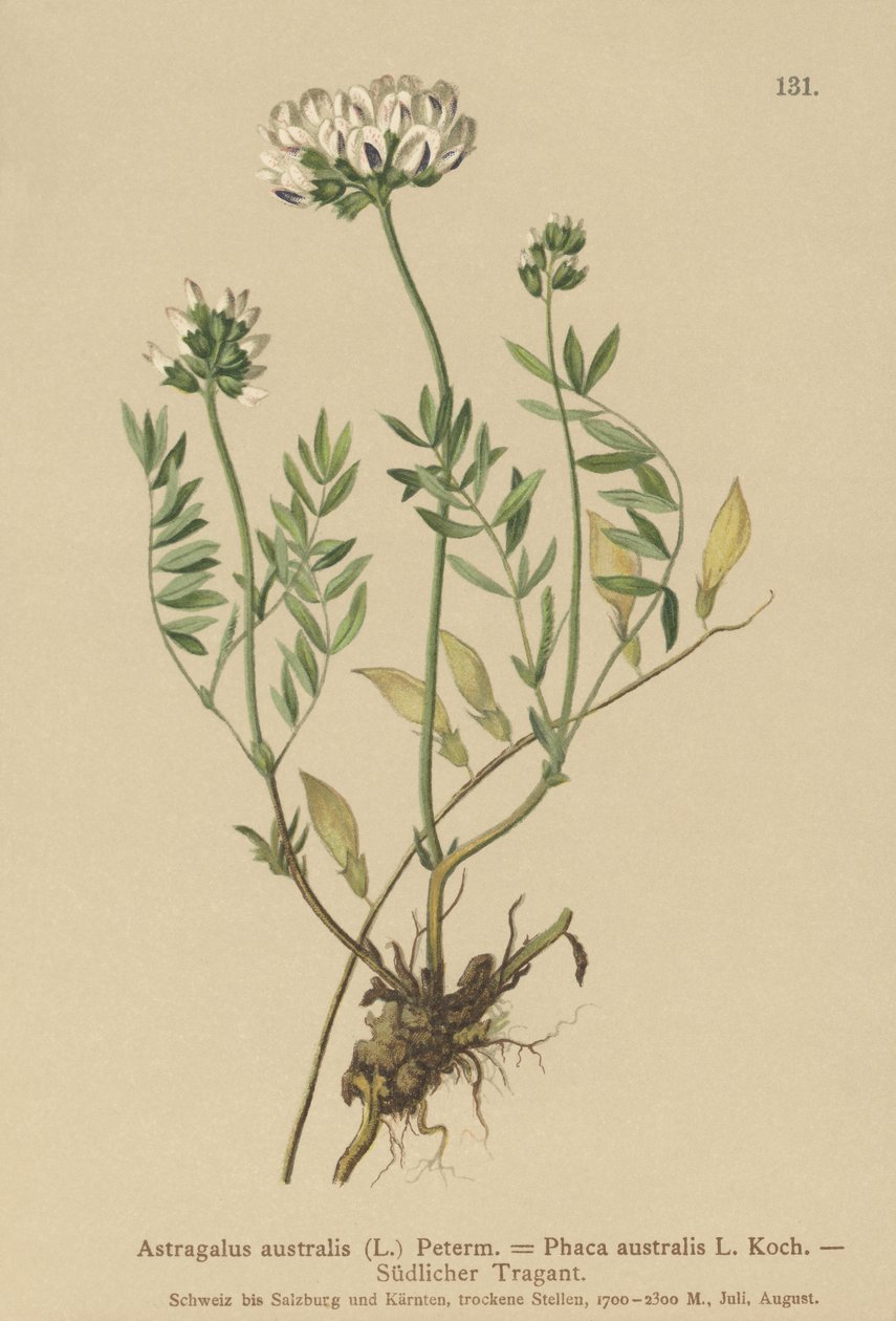 Milkvetch indiano (Astragalus australis, astrágalo aboriginum, Phaca australis) de German School