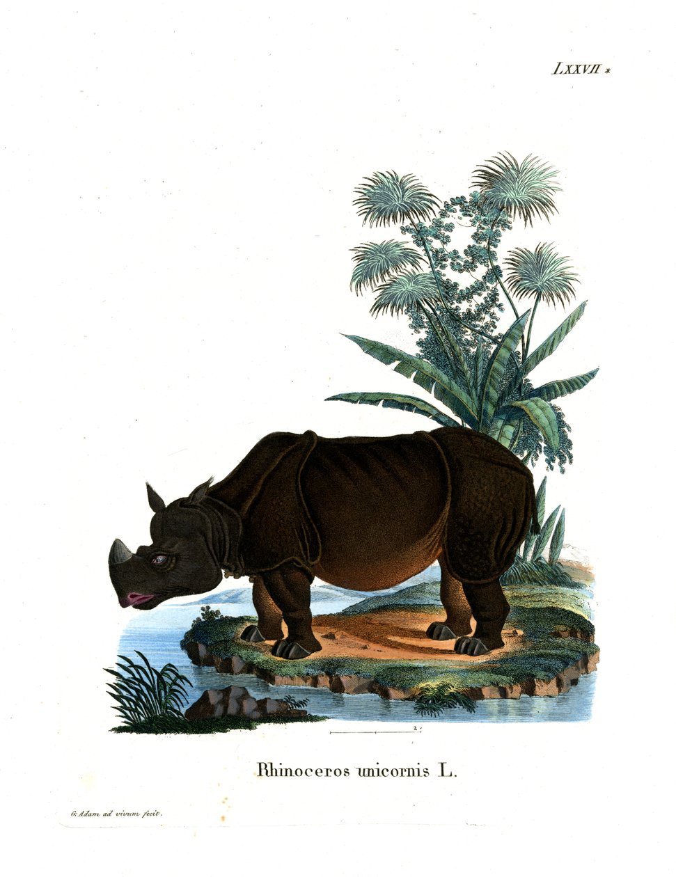 Rinoceronte indiano (gravura colorida) de German School