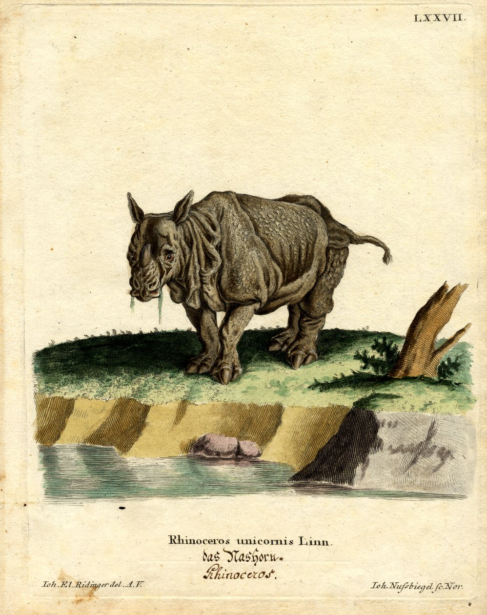 Rinoceronte indiano (gravura colorida) de German School