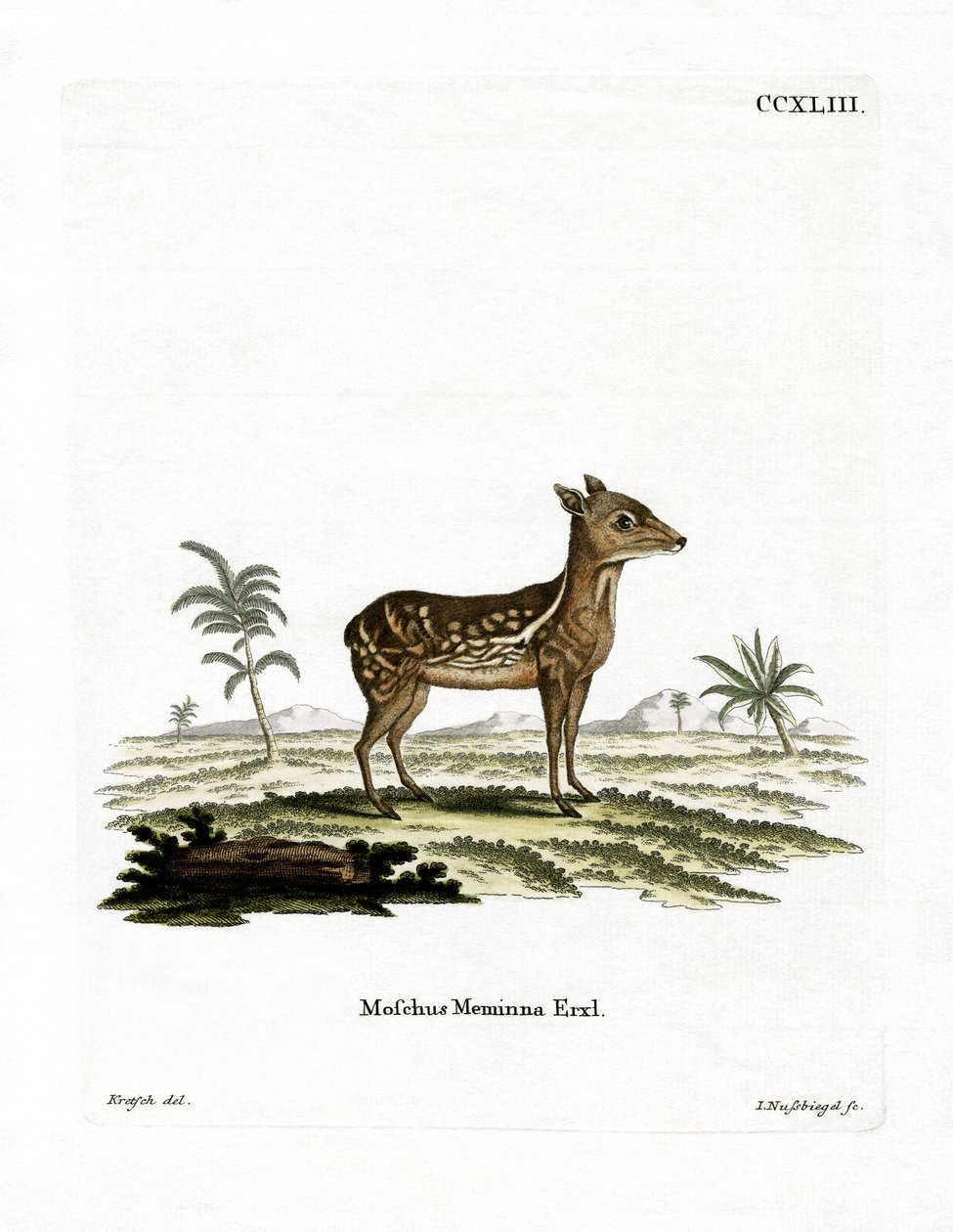 Chevrotain (gravura colorida) indiano Spotted Chevrotain de German School