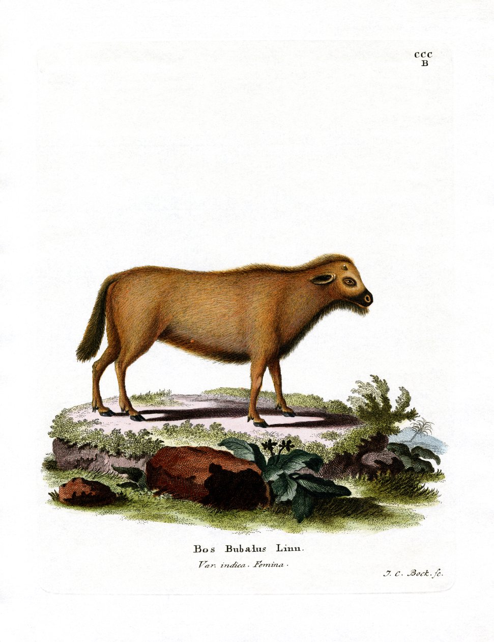 Búfalo de água da Índia (gravura colorida) de German School