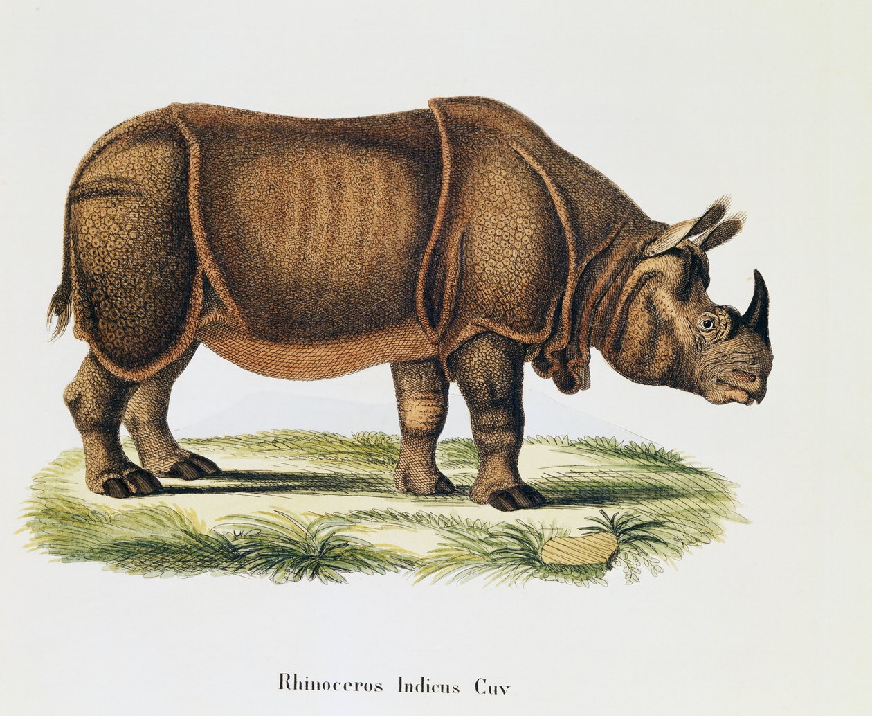 Rinocerontes indianos (Rhinoceros indicus), de Mamíferos ilustrados da Natureza com descrições, de Johann Christian Daniel von Schreber (1739-1810), gravura e desenho de A Fleischmann, volume 6-7, quadro 317-D-D, Alemanha de German School