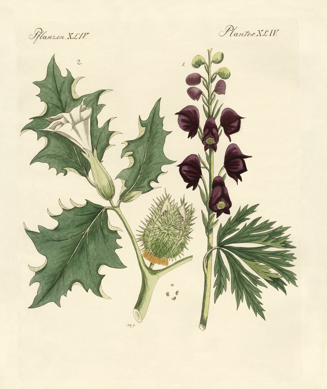 Plantas venenosas indígenas de German School