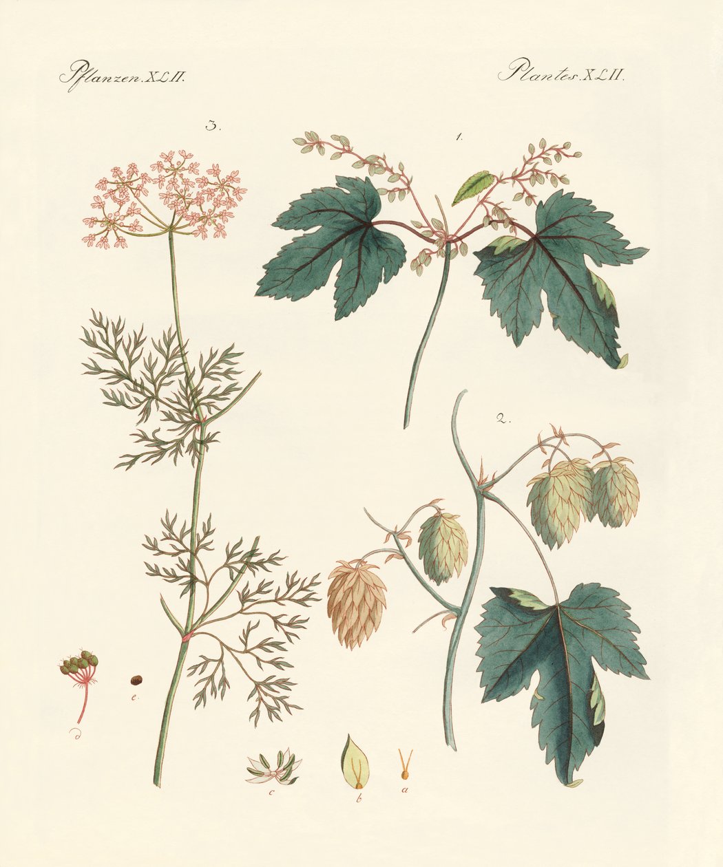 Plantas de especiarias indígenas de German School