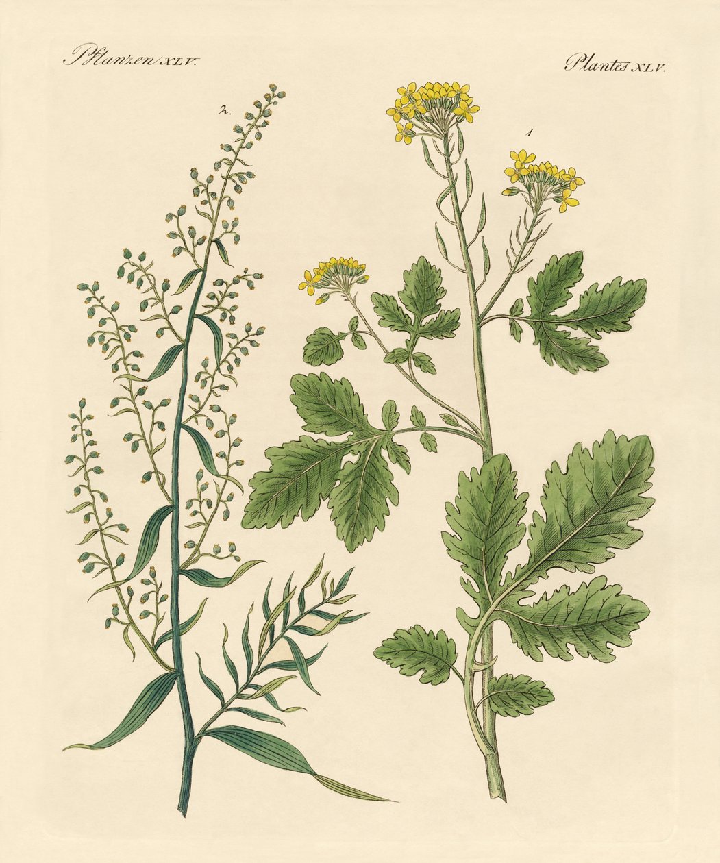Plantas de especiarias indígenas de German School