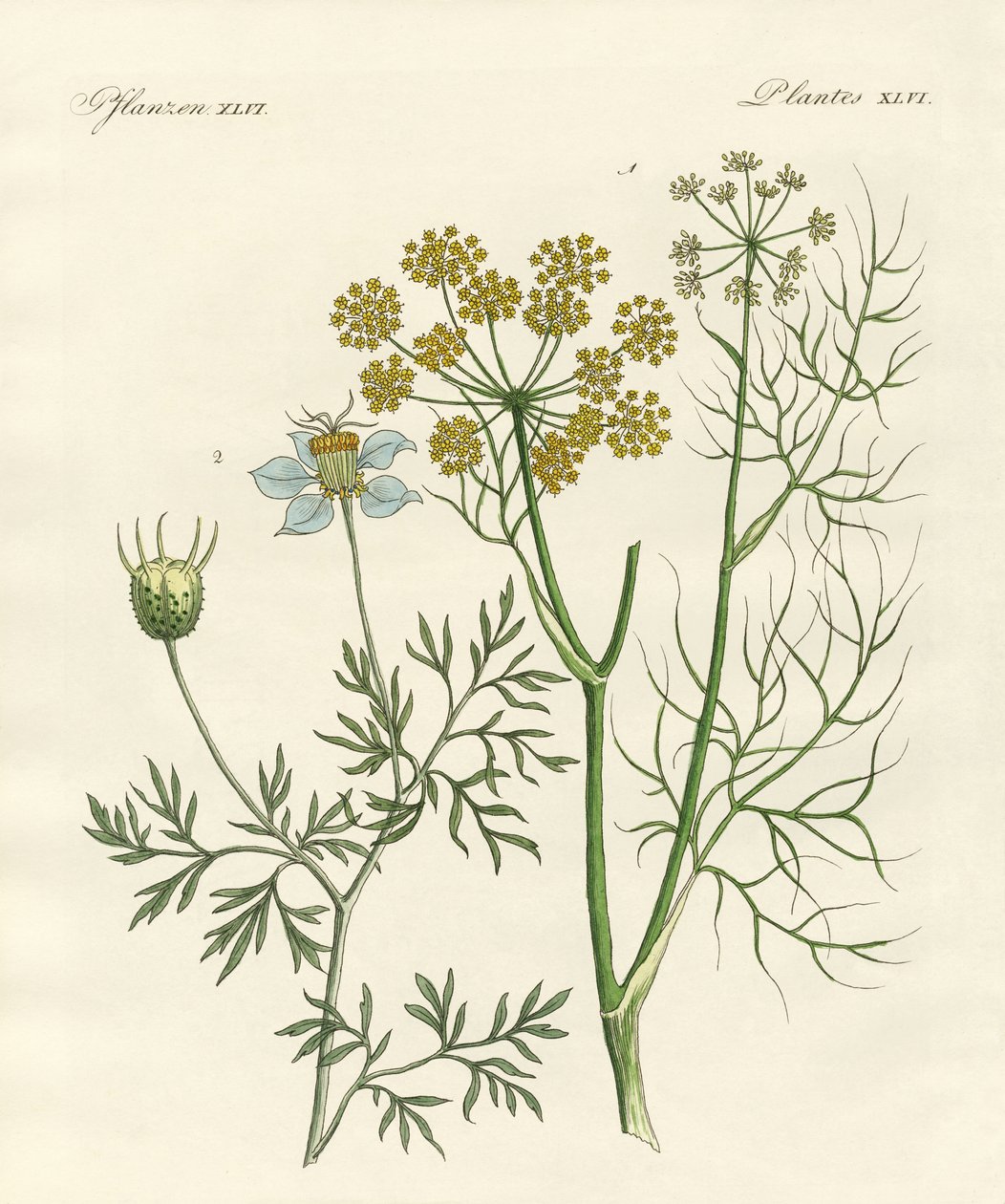 Plantas de especiarias indígenas de German School