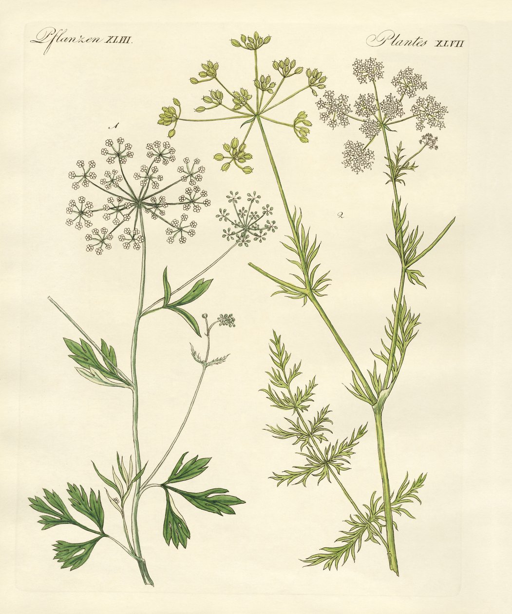 Plantas de especiarias indígenas de German School