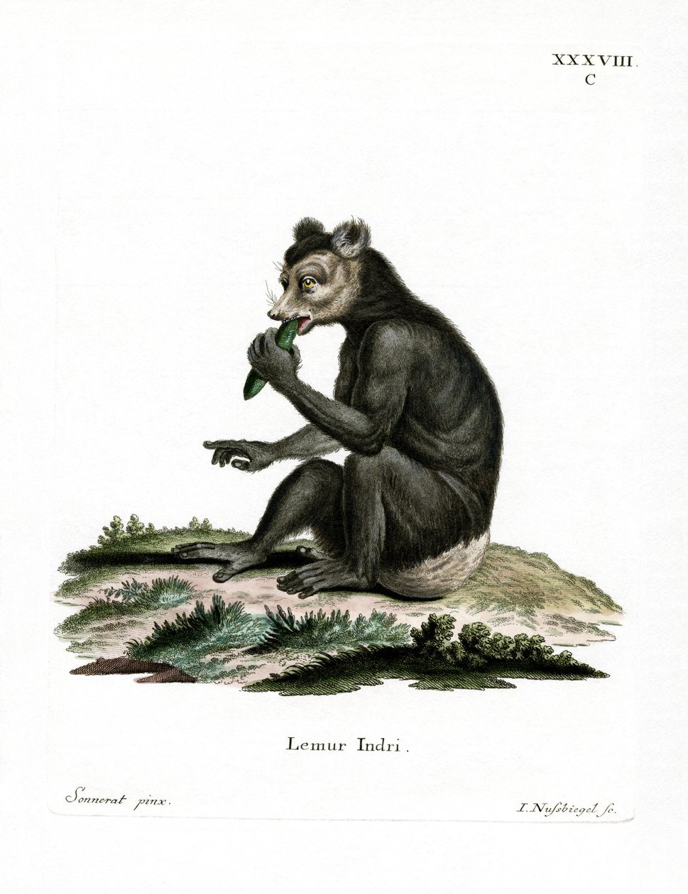 Indri (gravação a cores) de German School