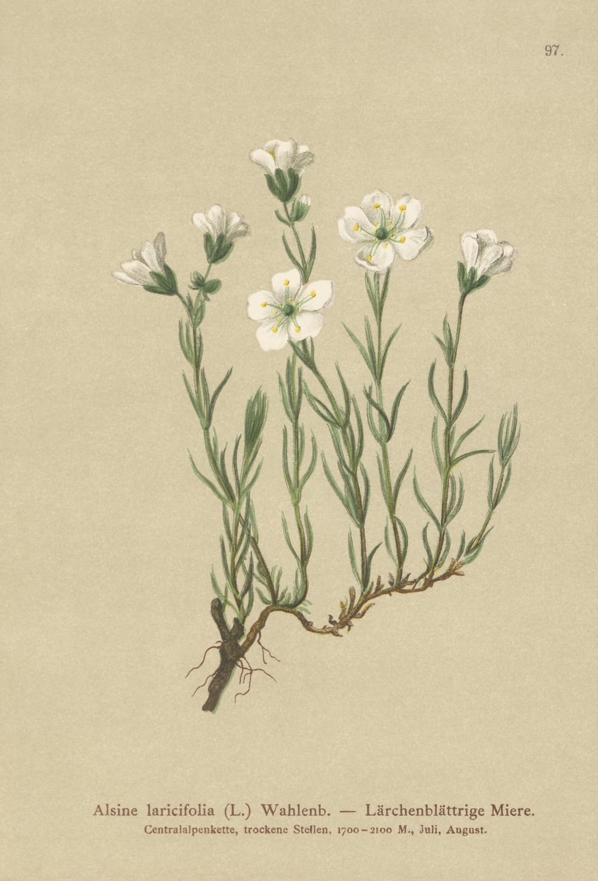 Areia-da-areia alpina (Alsine laricifolia, Minuartia laricifolia, Arenaria laricifolia) de German School