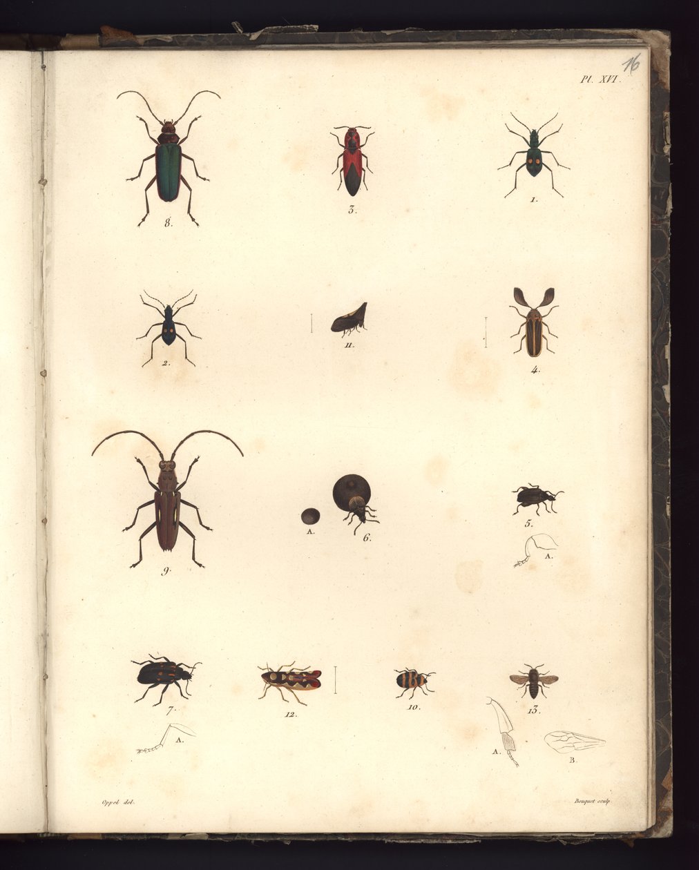 Insecta, Pl. XVI, ilustração do Compêndio de Observações de Zoologia e Anatomia Comparada, feita na Região Atlântica, no interior do Novo Continente e no Mar do Sul durante os anos 179 de German School