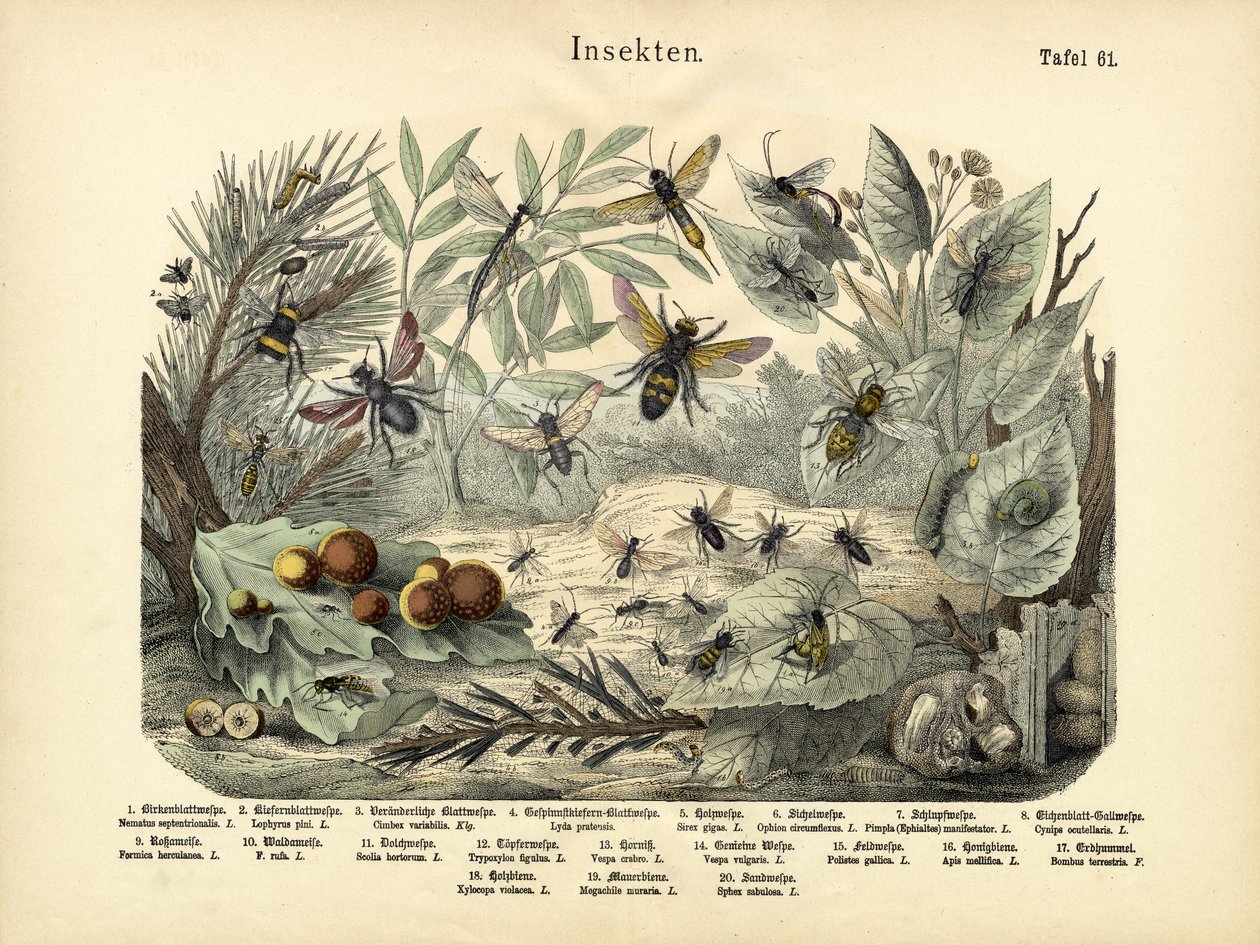 Insetos, c.1860 de German School