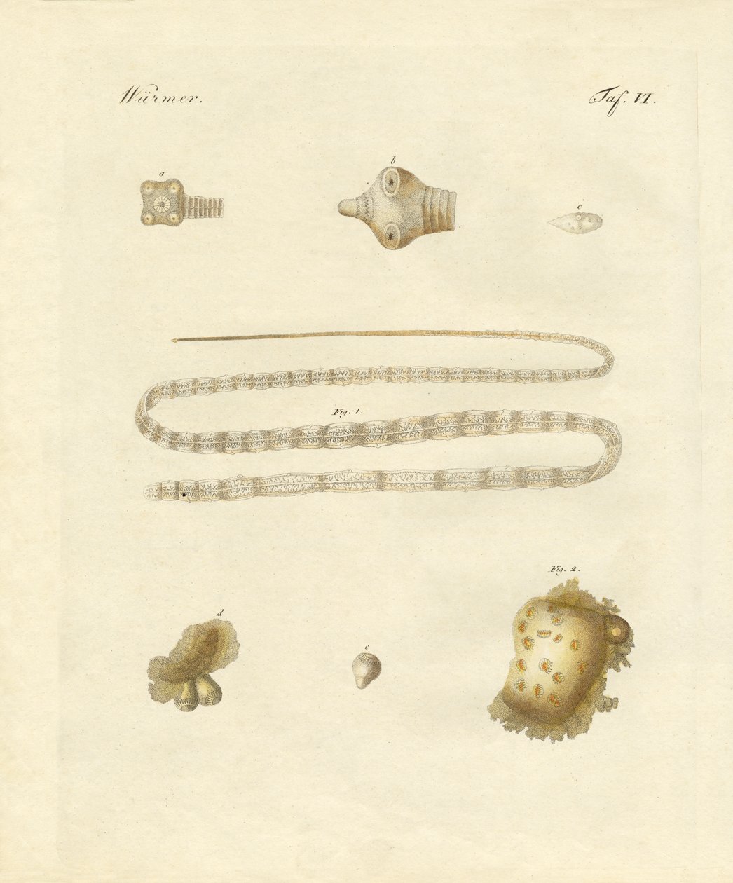Vermes intestinais (gravura colorida) de German School