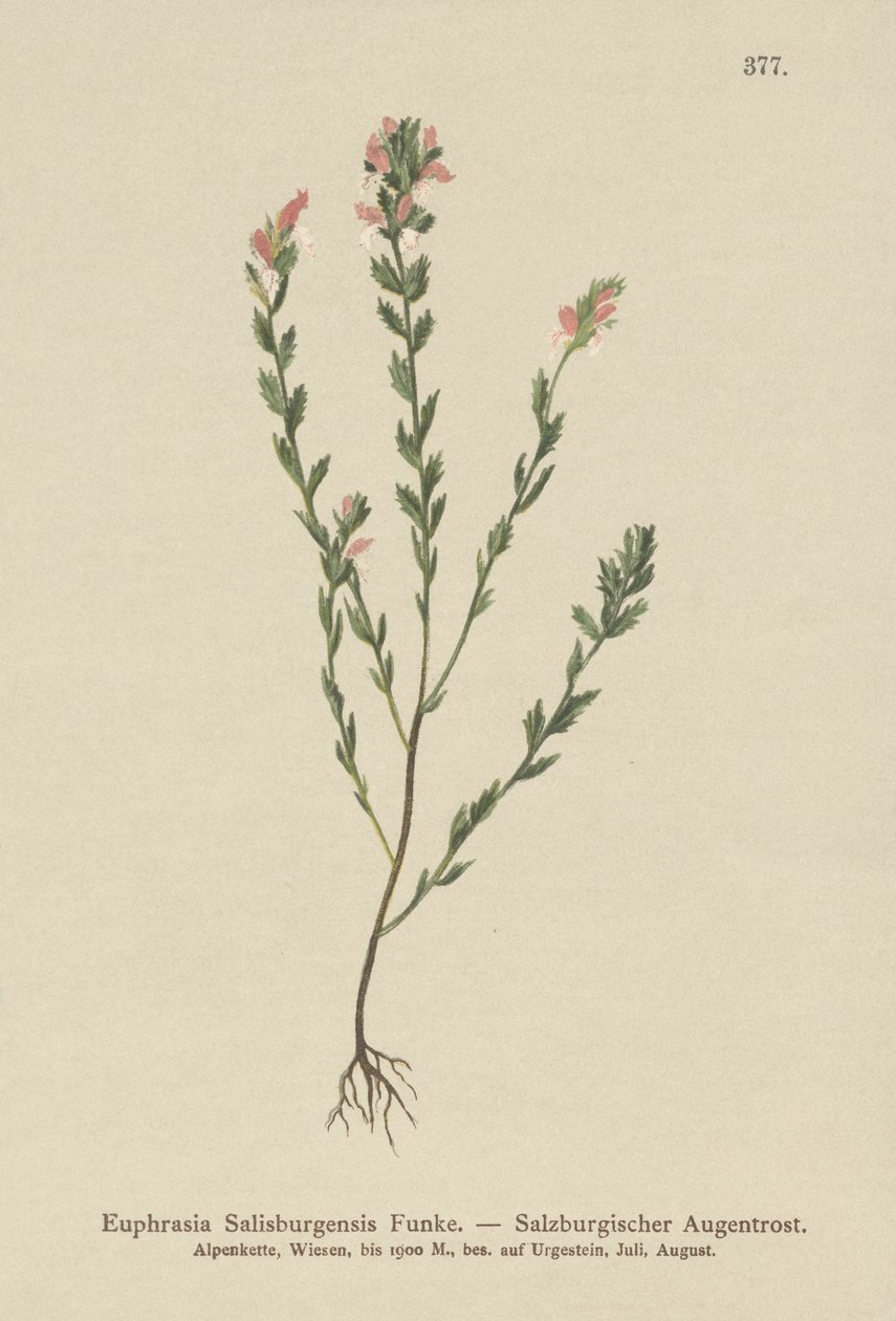 Eyebright irlandês (Euphrasia Salisburgensis) de German School