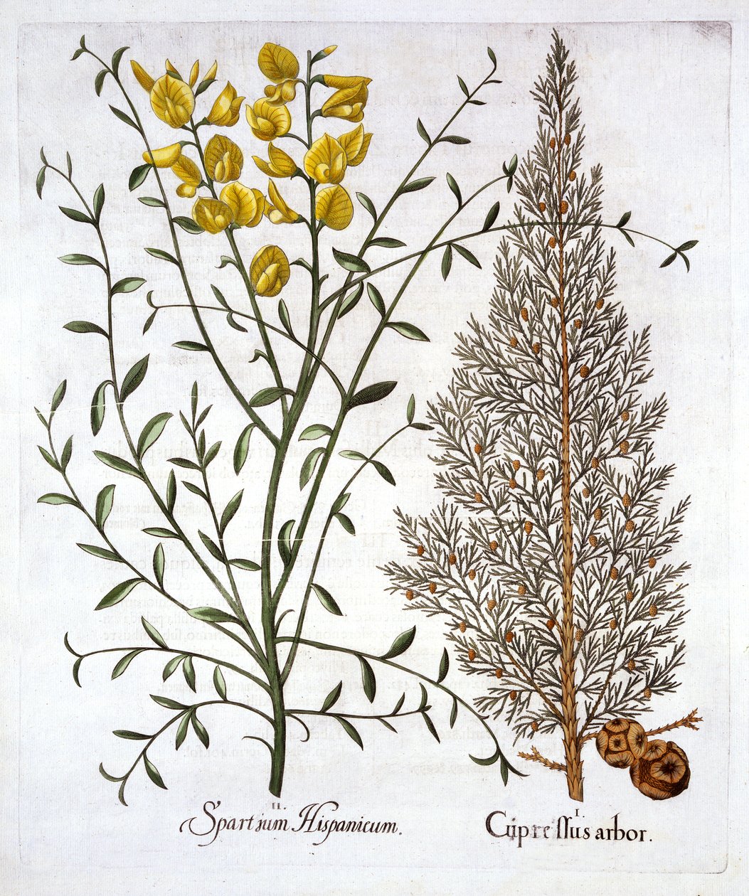 Cypress italiano e vassoura espanhola, de Hortus Eystettensis, por Basil Besler (1561-1629), bar. 1613 (gravura colorida à mão) de German School