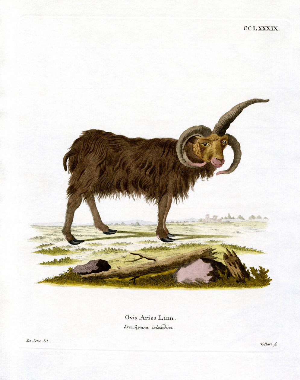 Jacob Sheep (gravura a cores) de German School