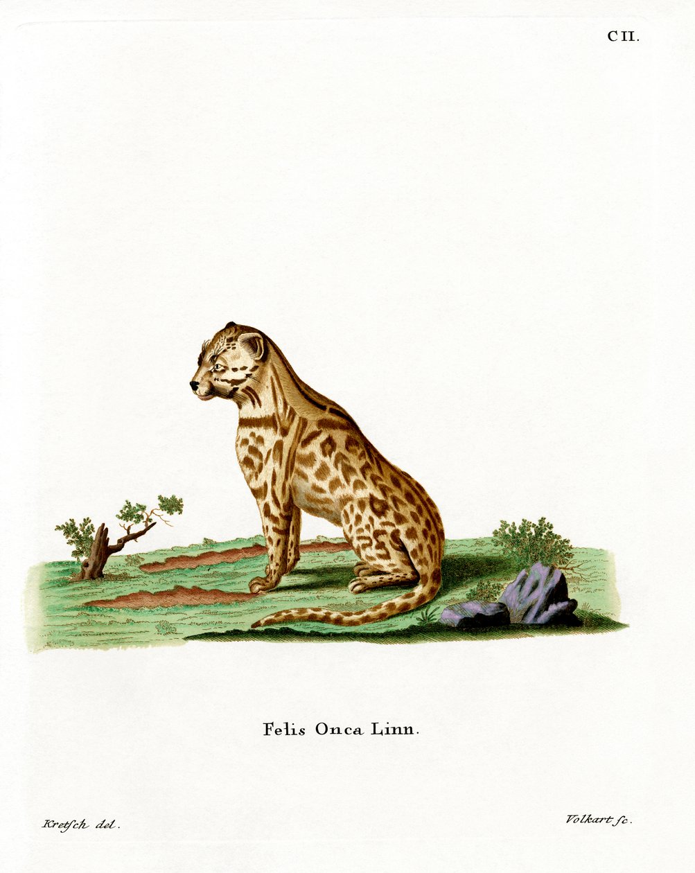 Jaguar (gravura colorida) de German School