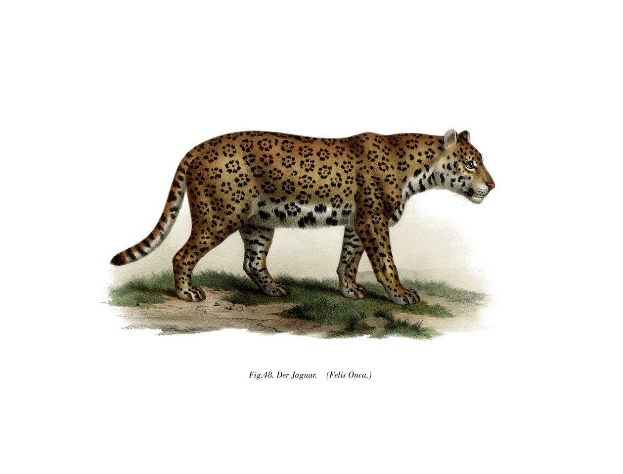 Jaguar, 1860 de German School