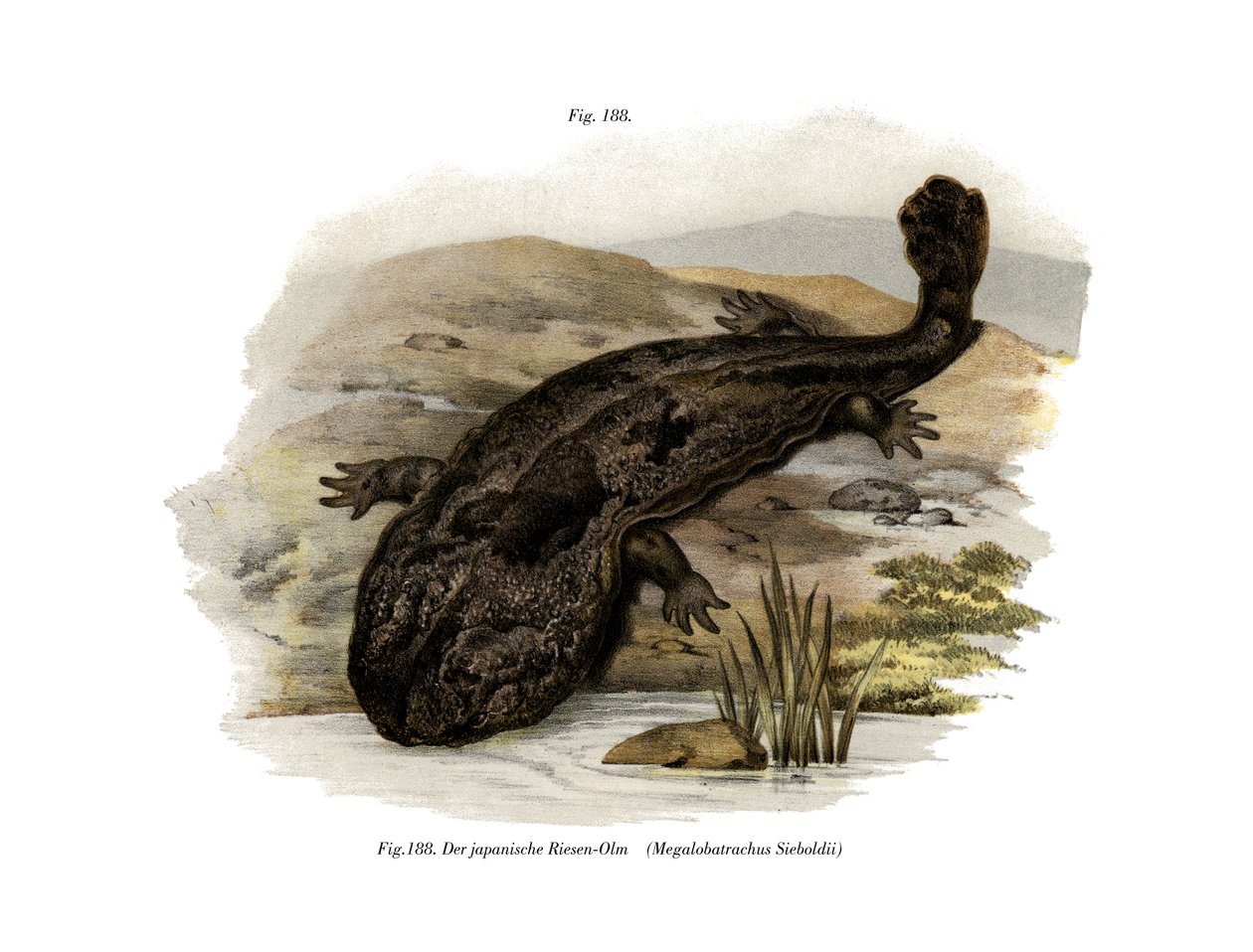 Salamandra gigante japonesa (cor litho) de German School