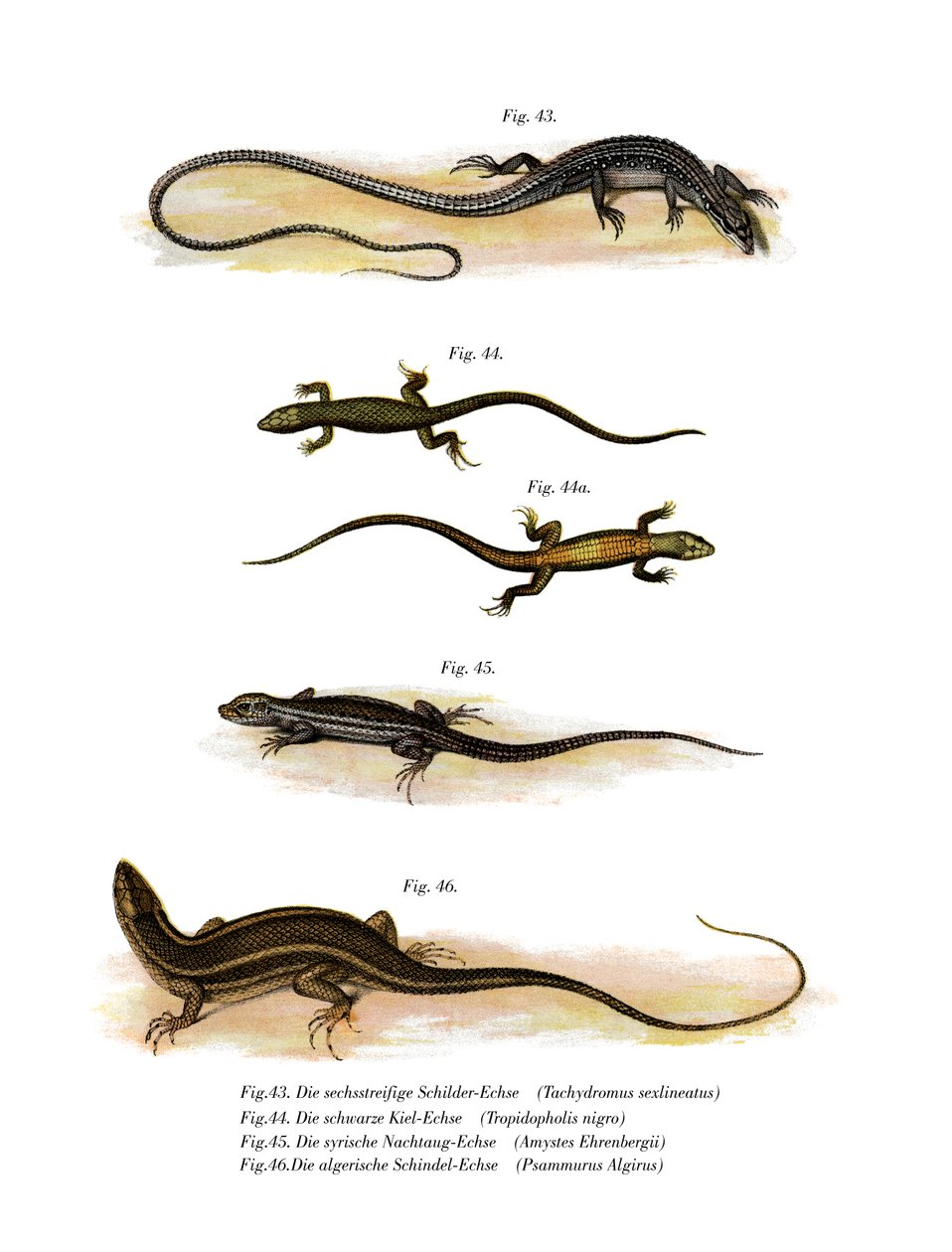 Lagarto de capim japonês (cor litho) de German School