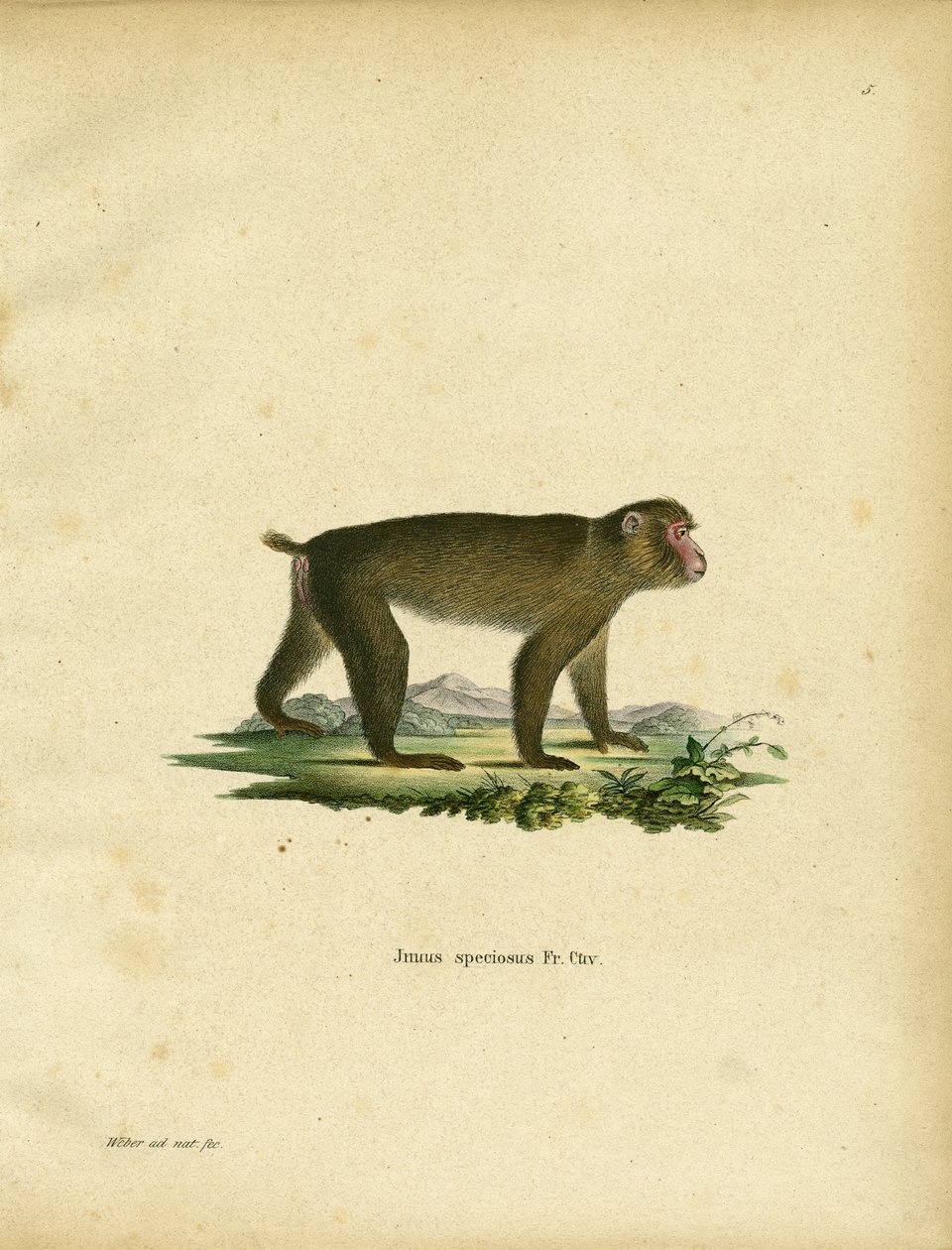 Macaque japonês (gravação a cores) de German School