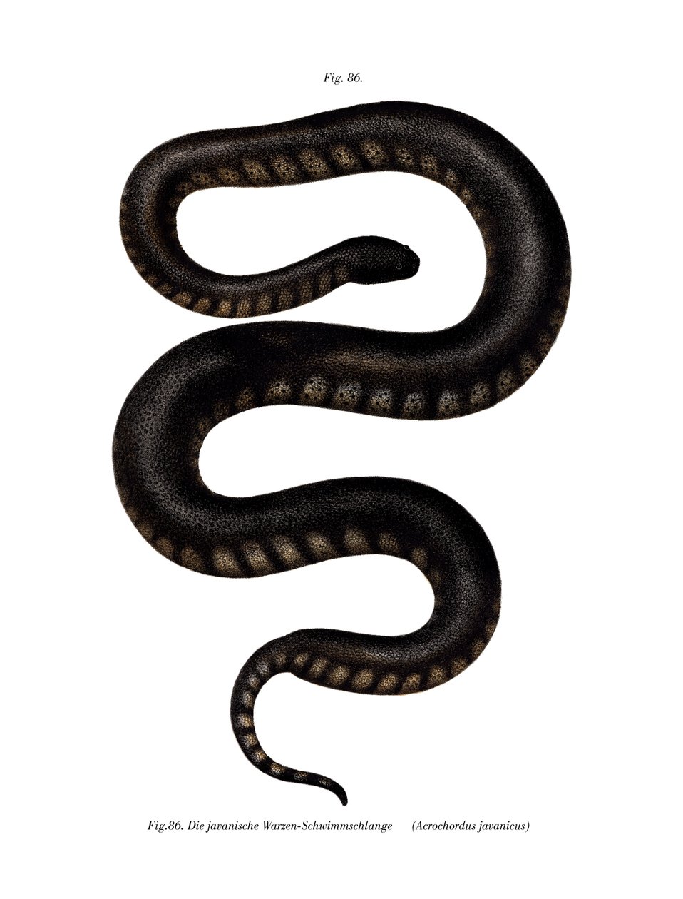 Javan File Snake (cor litho) de German School