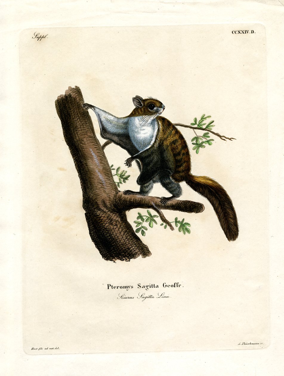Javan Flying Squirrel (gravura colorida) de German School