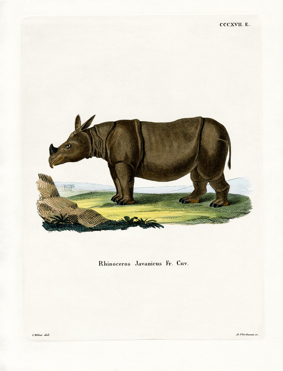 Javan Rinoceronte (gravura colorida) de German School