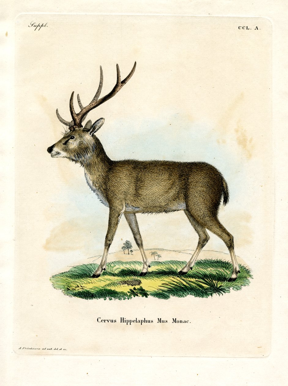 Javan Rusa (gravura colorida) de German School