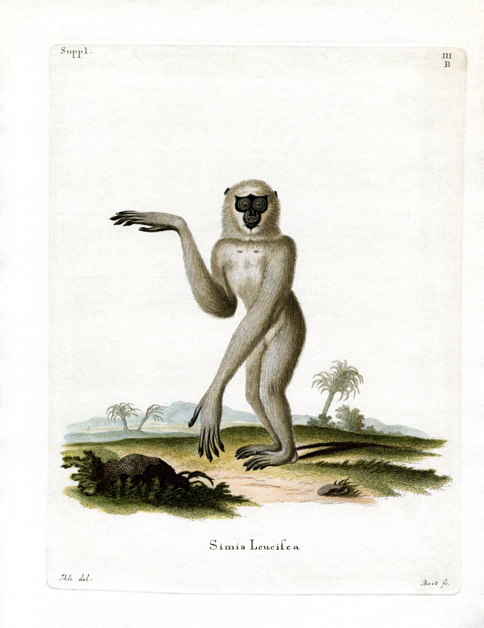 Javan Silvery Gibbon (gravura colorida) de German School