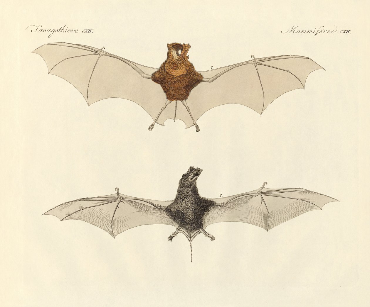 Morcegos javaneses (gravura colorida) de German School
