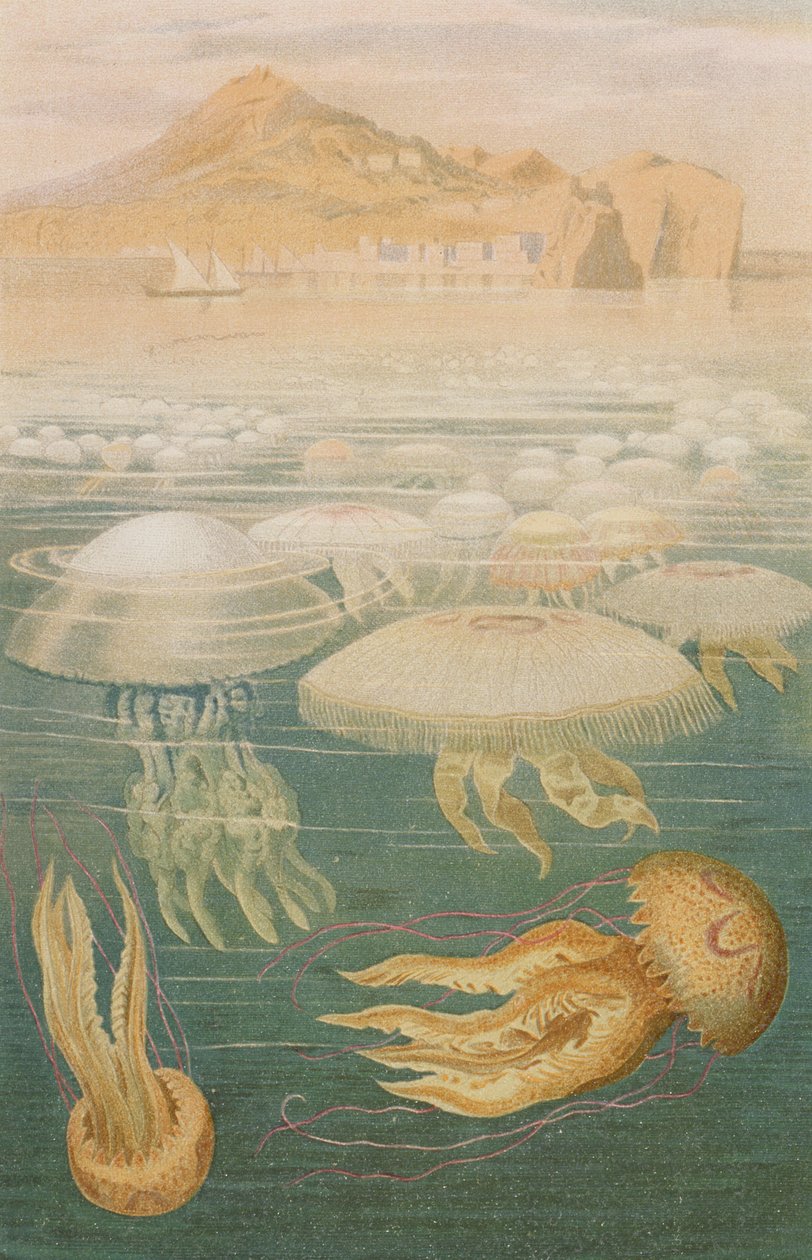 Água-viva, registro de Brehms Tierleben: Allgemeine Kunde des Tierreichs, Vol. 10, p.568, publicado pelo Bibliographisches Institut, 1893 de German School