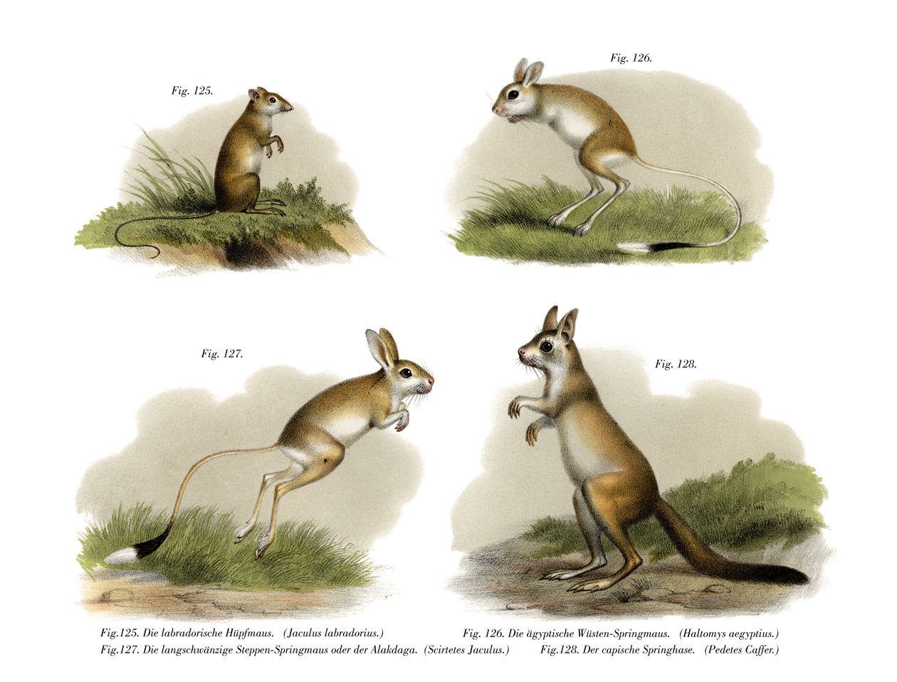 Jerboa, 1860 de German School