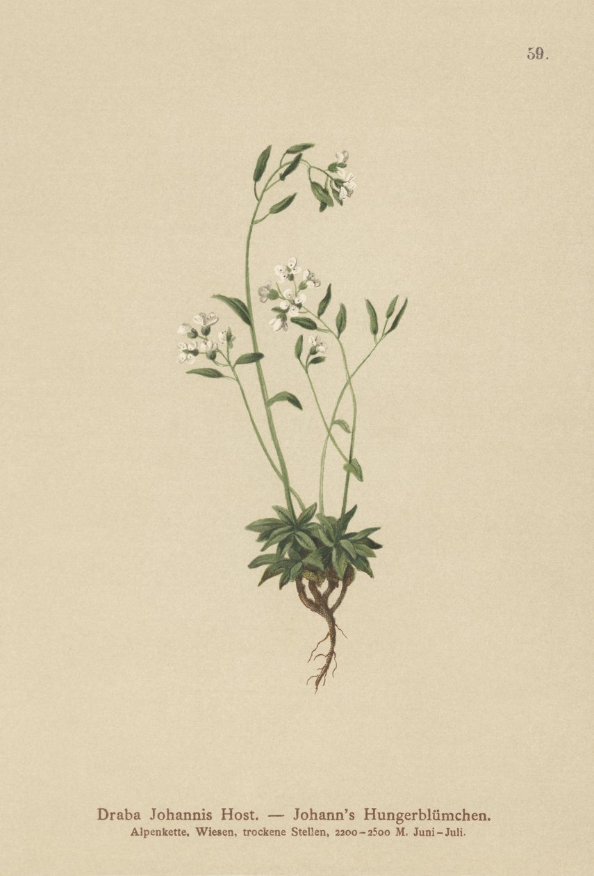 Johns Whitlow-grass (Draba Johannis) de German School