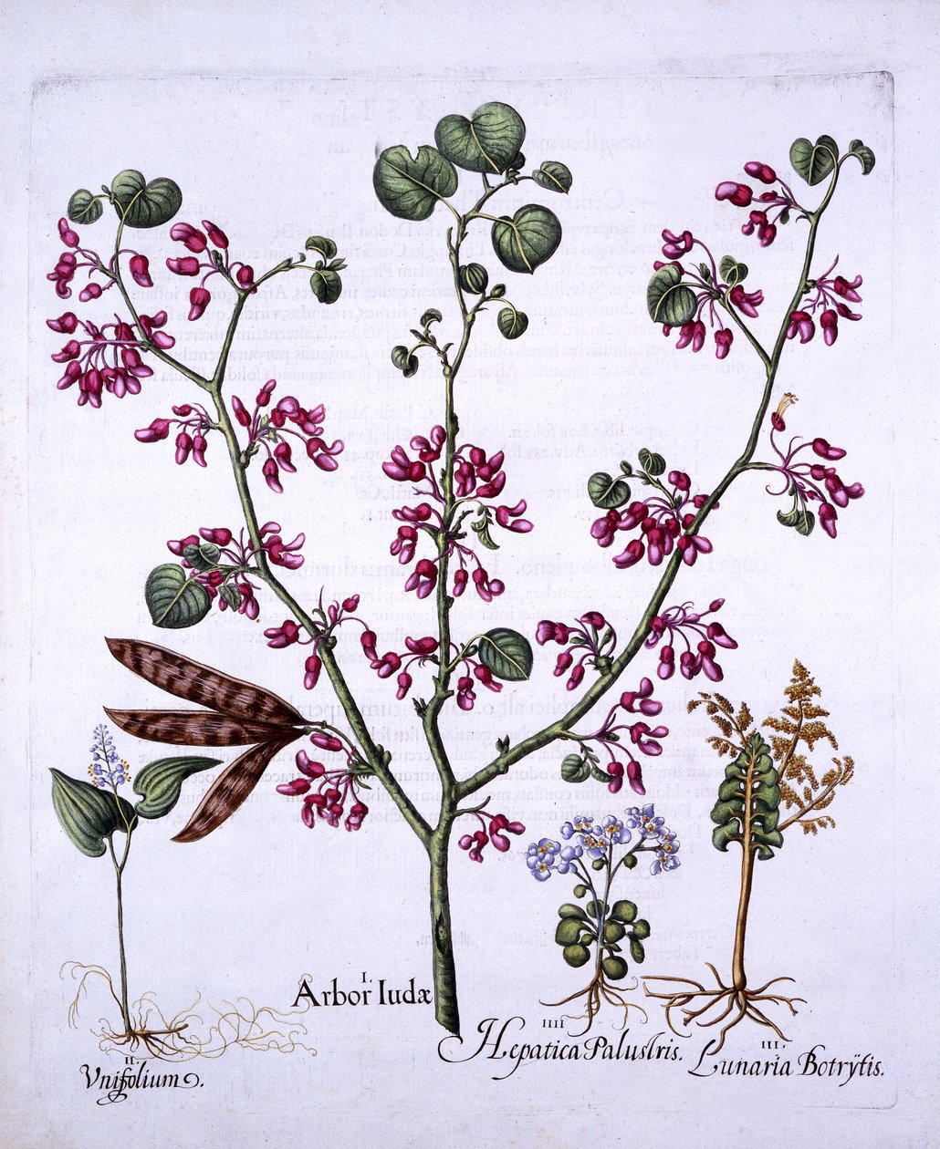 Judas Tree, May Lily, Moonwort, Liverwort, de Hortus Eystettensis, de Basil Besler (1561-1629), pub. 1613 (gravura colorida à mão) de German School