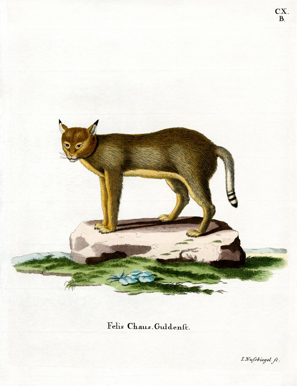Jungle Cat (gravura colorida) de German School